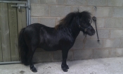 Miniature Shetland Stallion